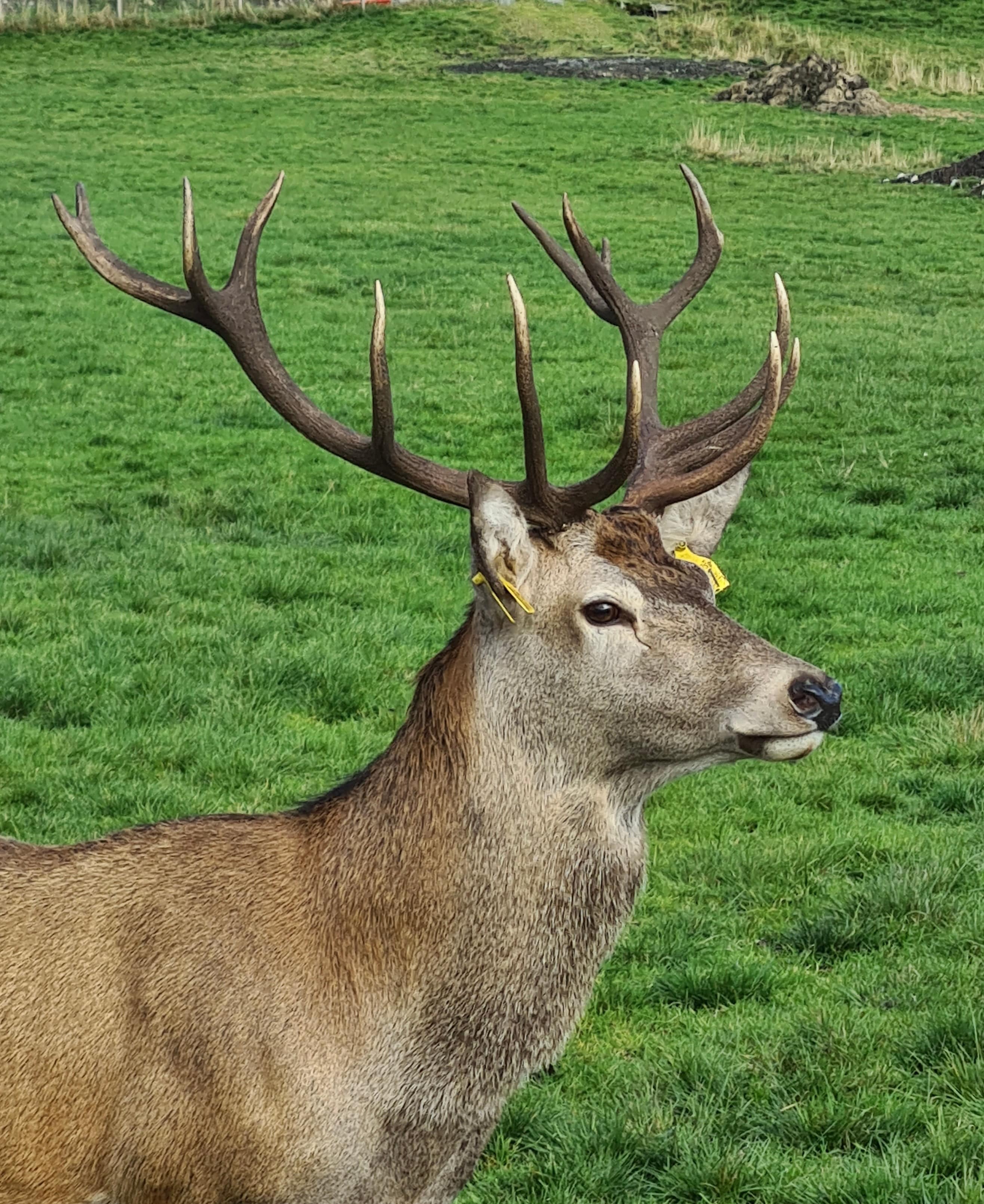 Nature Nave Deer and Llama Farm Wildlife Tour Expedition Måløy Maloy Vågsøy Vagsoy Norway