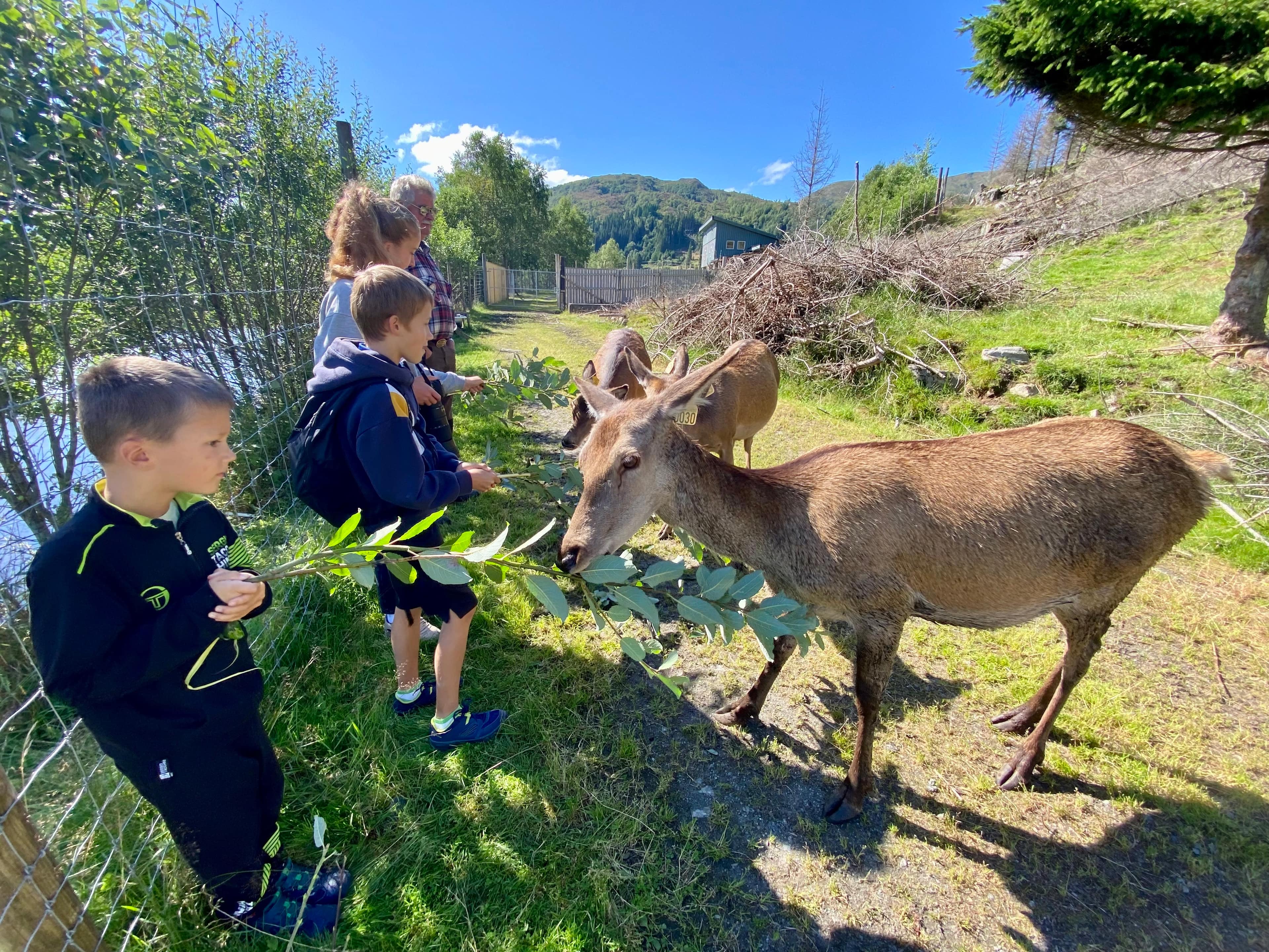 DEER AND LLAMA FARM VISIT